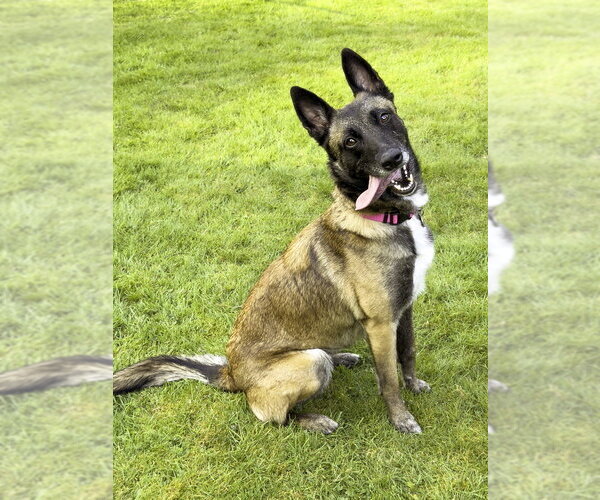 Medium Photo #4 Mutt Puppy For Sale in Imlay City, MI, USA