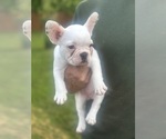 Small Photo #6 French Bulldog Puppy For Sale in SPRINGFIELD, IL, USA