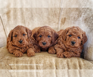 Miniature Labradoodle Puppy for sale in LEBANON, PA, USA