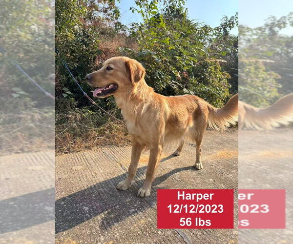 Medium Photo #4 Golden Retriever Puppy For Sale in West Hollywood, CA, USA