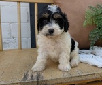 Small #5 Poovanese