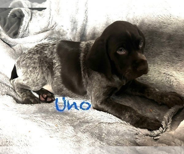 Medium Photo #3 German Shorthaired Pointer Puppy For Sale in STATE COLLEGE, PA, USA