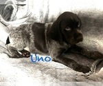 Small Photo #4 German Shorthaired Pointer Puppy For Sale in STATE COLLEGE, PA, USA