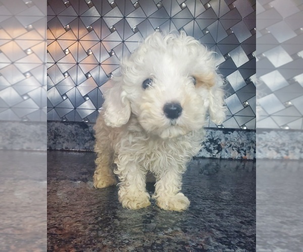 Medium Photo #1 Poodle (Toy) Puppy For Sale in GOSHEN, IN, USA