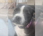 Small Boston Terrier Mix