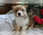 Small Photo #8 Pembroke Welsh Corgi Puppy For Sale in SHILOH, OH, USA