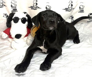 Labrador Retriever-Unknown Mix Dogs for adoption in Wetumpka, AL, USA