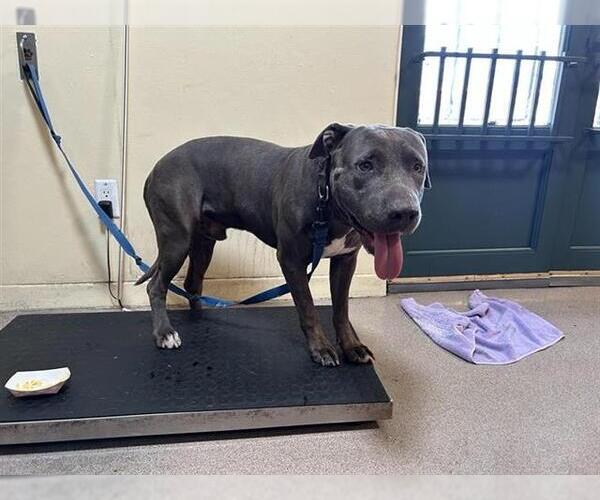 Medium Photo #1 American Pit Bull Terrier Puppy For Sale in Pasadena, CA, USA