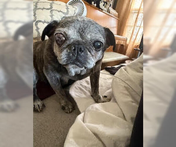 Medium Photo #5 Pug Puppy For Sale in Indianapolis, IN, USA