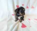 Small Photo #6 Bernedoodle Puppy For Sale in HARROGATE, TN, USA