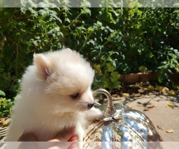 Medium Photo #11 Pomeranian Puppy For Sale in CITRUS HEIGHTS, CA, USA