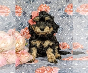 Havanese-Poodle (Toy) Mix Puppy for sale in QUARRYVILLE, PA, USA