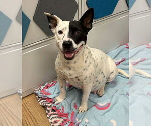 American Pit Bull Terrier-Unknown Mix Dogs for adoption in New London, WI, USA