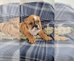 Small Photo #4 English Bulldog Puppy For Sale in COLBY, WI, USA
