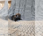 Small Photo #3 German Shepherd Dog-Siberian Husky Mix Puppy For Sale in PRATTSBURGH, NY, USA