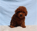 Milo - Male Poodle (Toy) Puppy for Sale - Photo #3