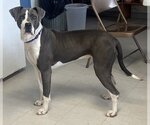 Small #7 American Pit Bull Terrier-Great Dane Mix