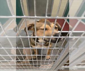 German Shepherd Dog-Unknown Mix Dogs for adoption in Texas City, TX, USA