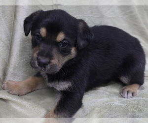 Shepradors Dogs for adoption in Princeton, MN, USA