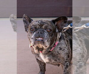 Cookie Crisp - Adopt Me! - Female French Bulldog-Unknown Mix Dog for Adoption - Photo #3