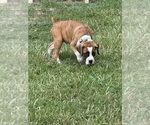 Puppy Duke Boxer