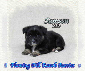 Miniature Australian Shepherd Puppy for sale in FORESTBURG, TX, USA