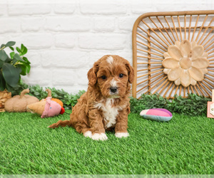 Cavapoo Puppy for sale in SYRACUSE, IN, USA