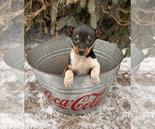 Medium Photo #3 Rat Terrier Puppy For Sale in MIDDLEBURY, IN, USA