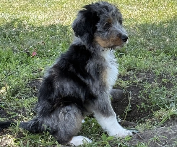 Medium Photo #4 Bernedoodle Puppy For Sale in SPRINGFIELD, OH, USA