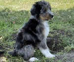 Small #3 Bernedoodle