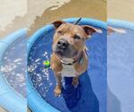Small #1 American Pit Bull Terrier