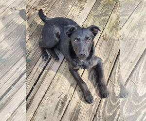 Jack Russell Terrier-Retriever  Mix Dogs for adoption in Marine City, MI, USA