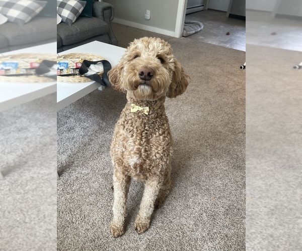 Medium Photo #1 Goldendoodle Puppy For Sale in KALISPELL, MT, USA