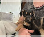 Small Chihuahua Mix