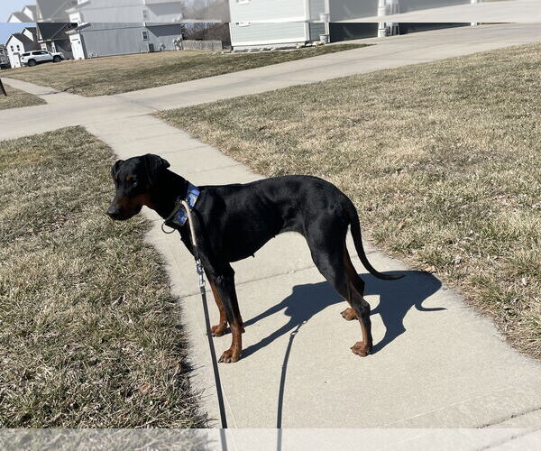 Medium Photo #7 Doberman Pinscher Puppy For Sale in Minneaoplis, MN, USA