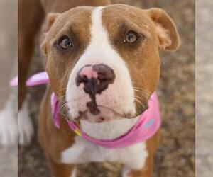 American Staffordshire Terrier-Unknown Mix Dogs for adoption in San Antonio, TX, USA