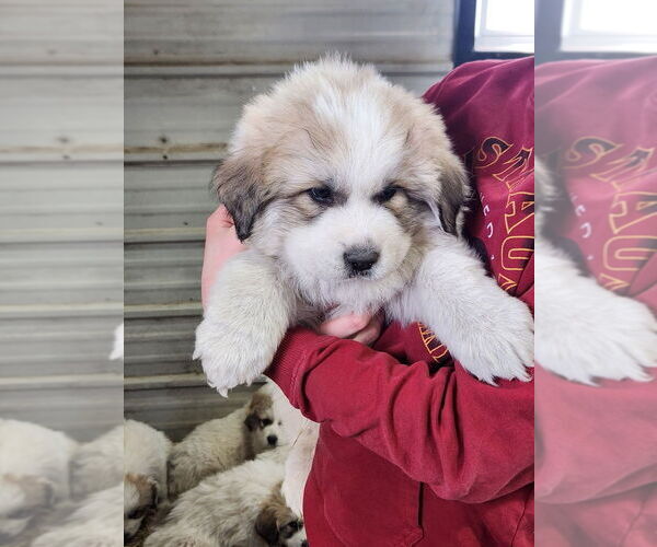 Medium Photo #1 Great Pyrenees Puppy For Sale in HUBBARD, IA, USA
