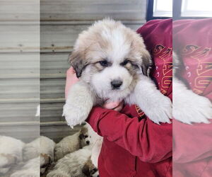 Great Pyrenees Puppy for sale in HUBBARD, IA, USA