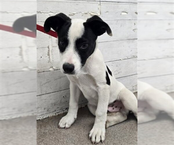 Medium Photo #1 Mutt Puppy For Sale in San Bernardino, CA, USA