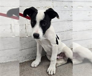 Mutt Dogs for adoption in San Bernardino, CA, USA