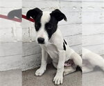 ROMEO - Male Mutt Dog for Adoption - Small photo