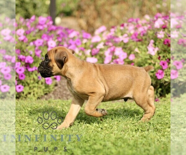 Medium Photo #5 Boxer Puppy For Sale in GORDONVILLE, PA, USA