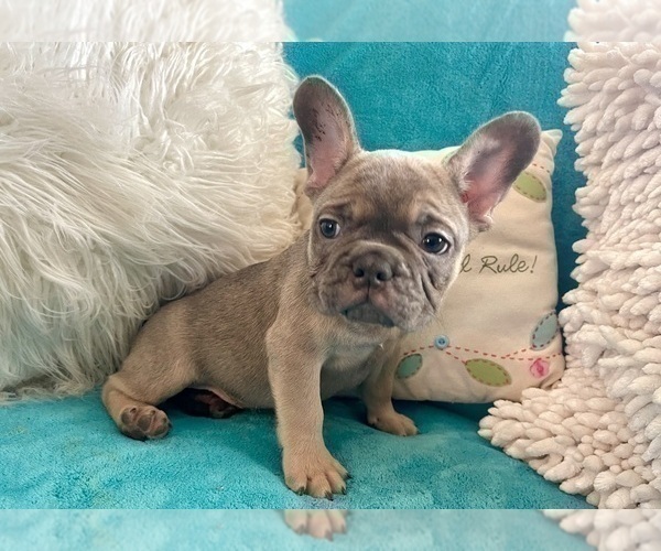 Medium Photo #24 French Bulldog Puppy For Sale in LITITZ, PA, USA
