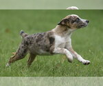 Small #7 Mutt