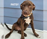 Small #1 American Staffordshire Terrier Mix