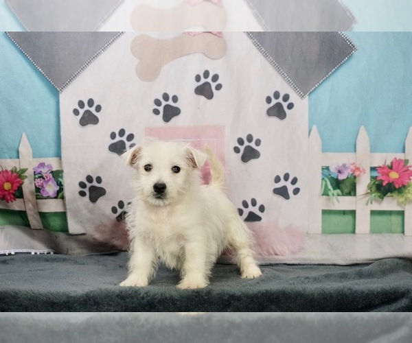 Medium Photo #1 West Highland White Terrier Puppy For Sale in WARSAW, IN, USA