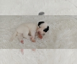 Small Photo #4 Border Collie Puppy For Sale in BROKEN ARROW, OK, USA