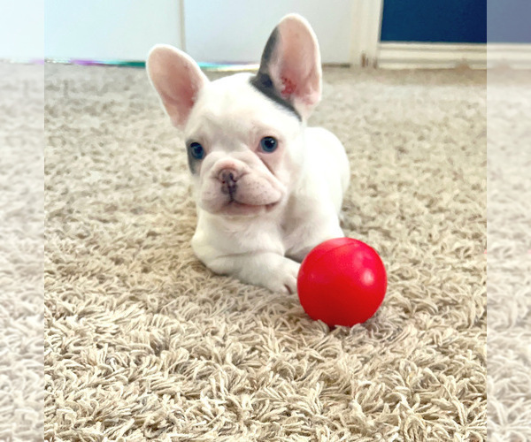 Full screen Photo #2 French Bulldog Puppy For Sale in PLANO, TX, USA