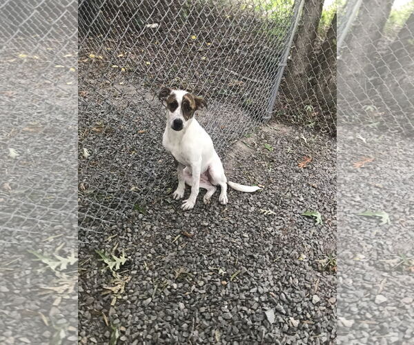 Medium Photo #3 Border Collie-Unknown Mix Puppy For Sale in Albemarle, NC, USA
