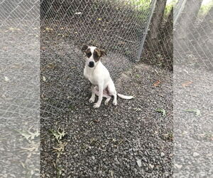 Cricket - Female Border Collie-Unknown Mix Dog for Adoption - Photo #3